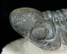 Inch Prone Reedops Trilobite - Nice Eyes #4930-5